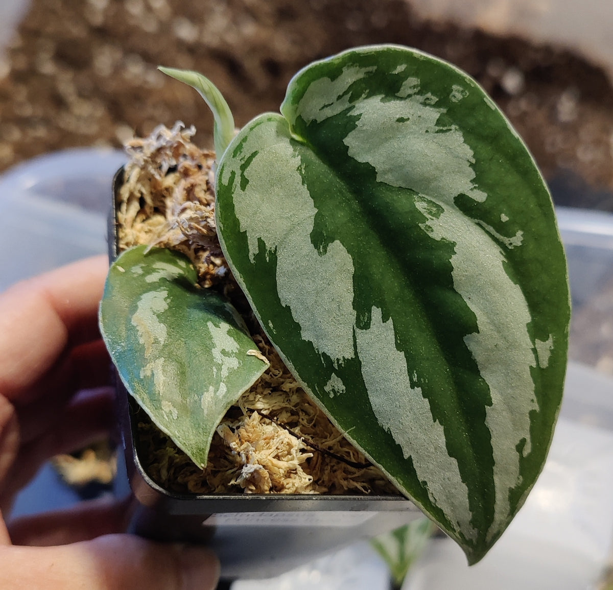 Scindpsus Silver Princess Indo