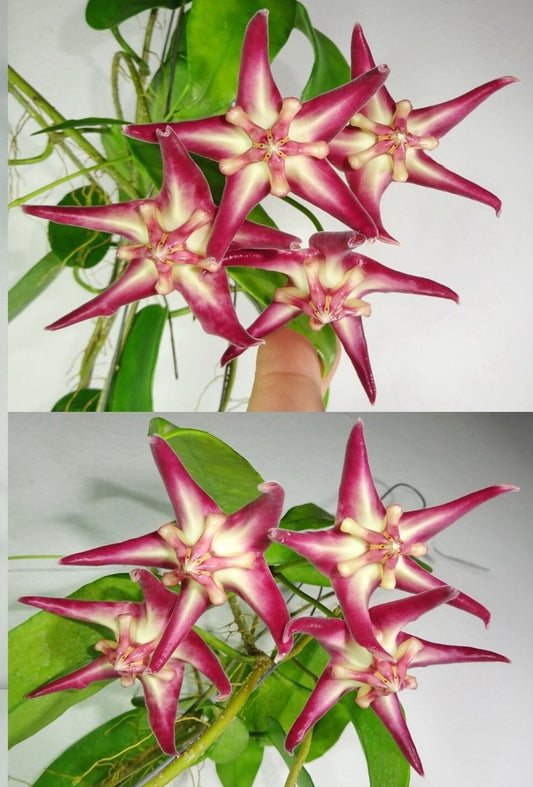 Hoya Onychoides "Big Corona"