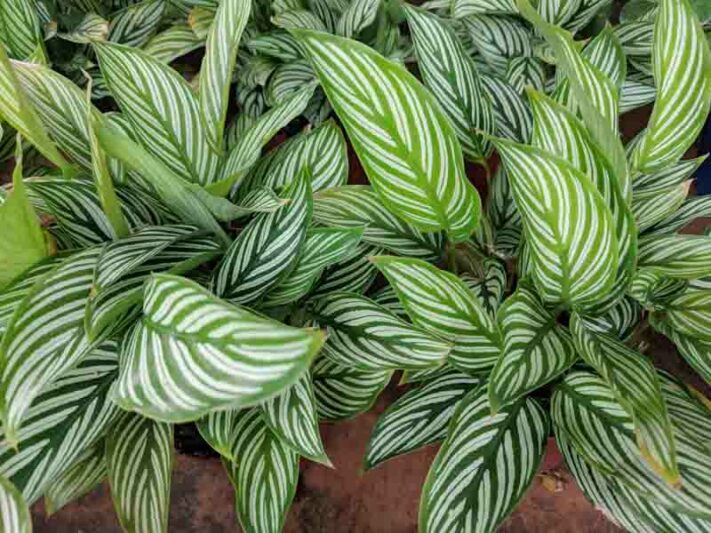 Calathea Vittata (White Star)