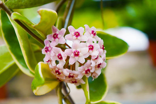 Hoya Carnosa Krimson Queen