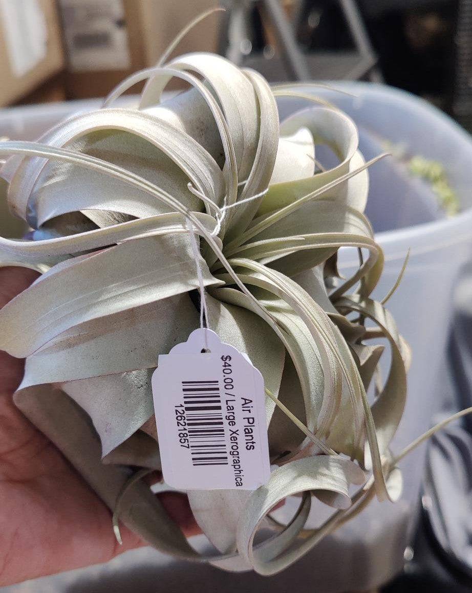 Air Plants