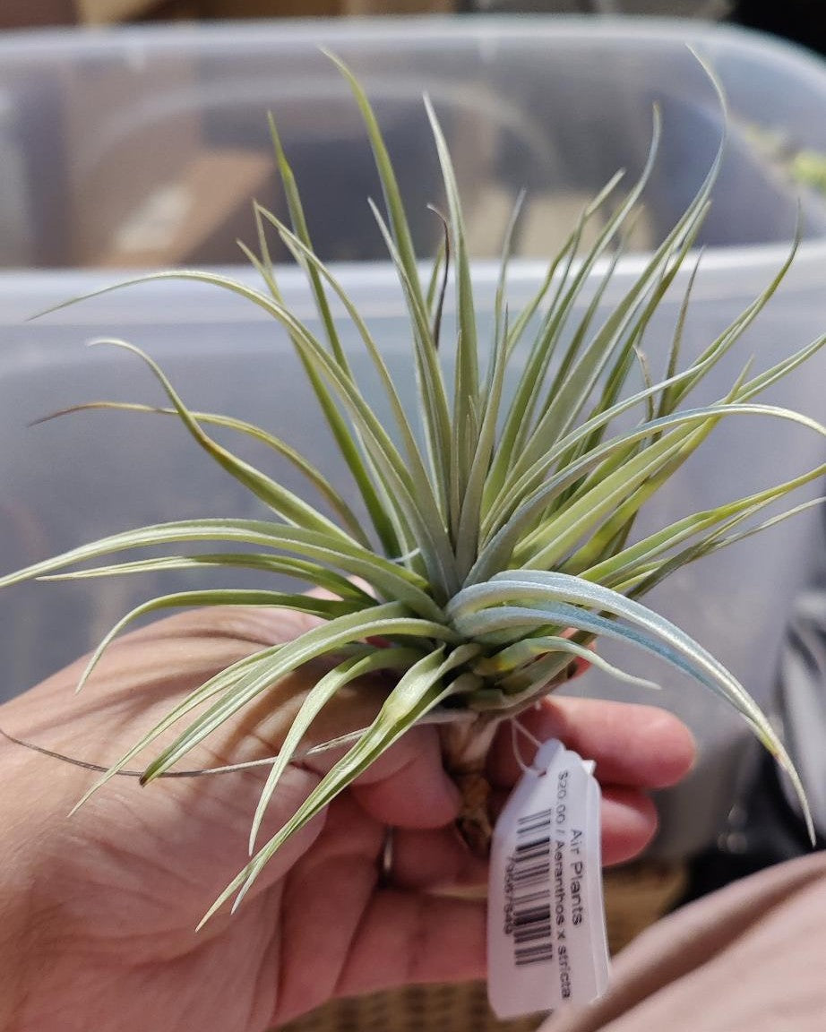 Air Plants