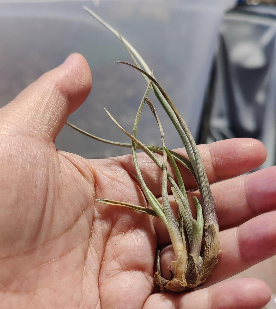 Air Plants