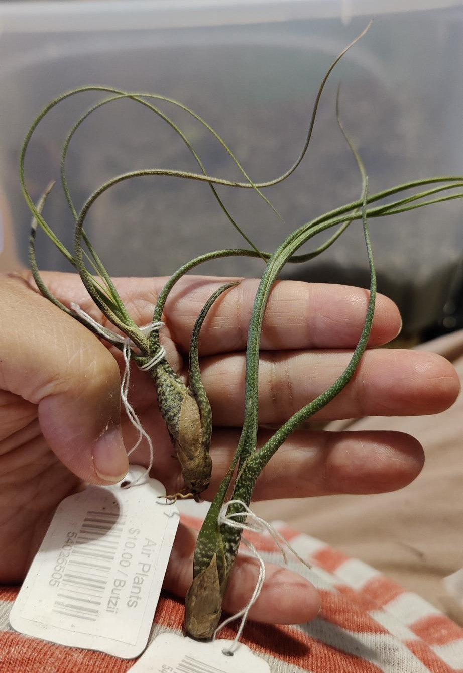 Air Plants