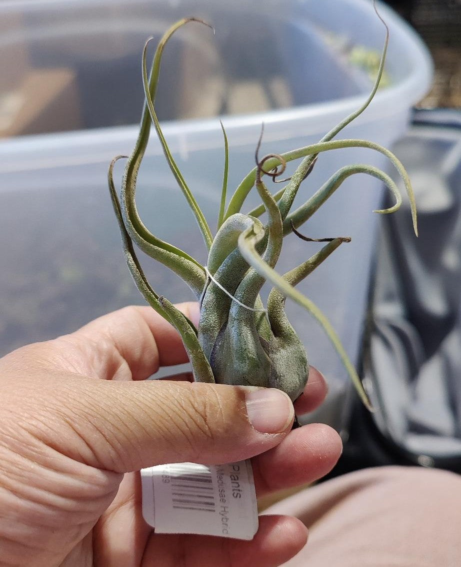 Air Plants