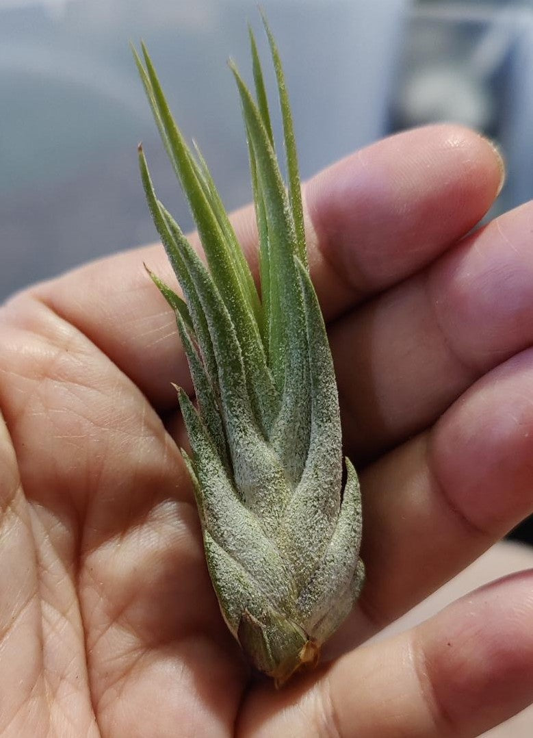 Air Plants