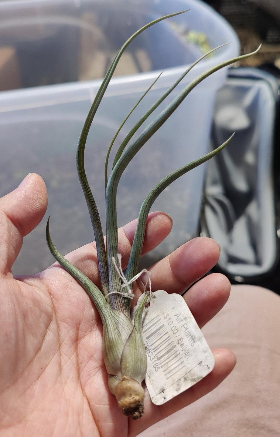 Air Plants