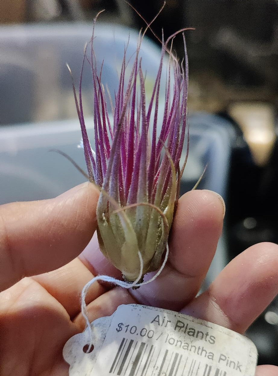Air Plants
