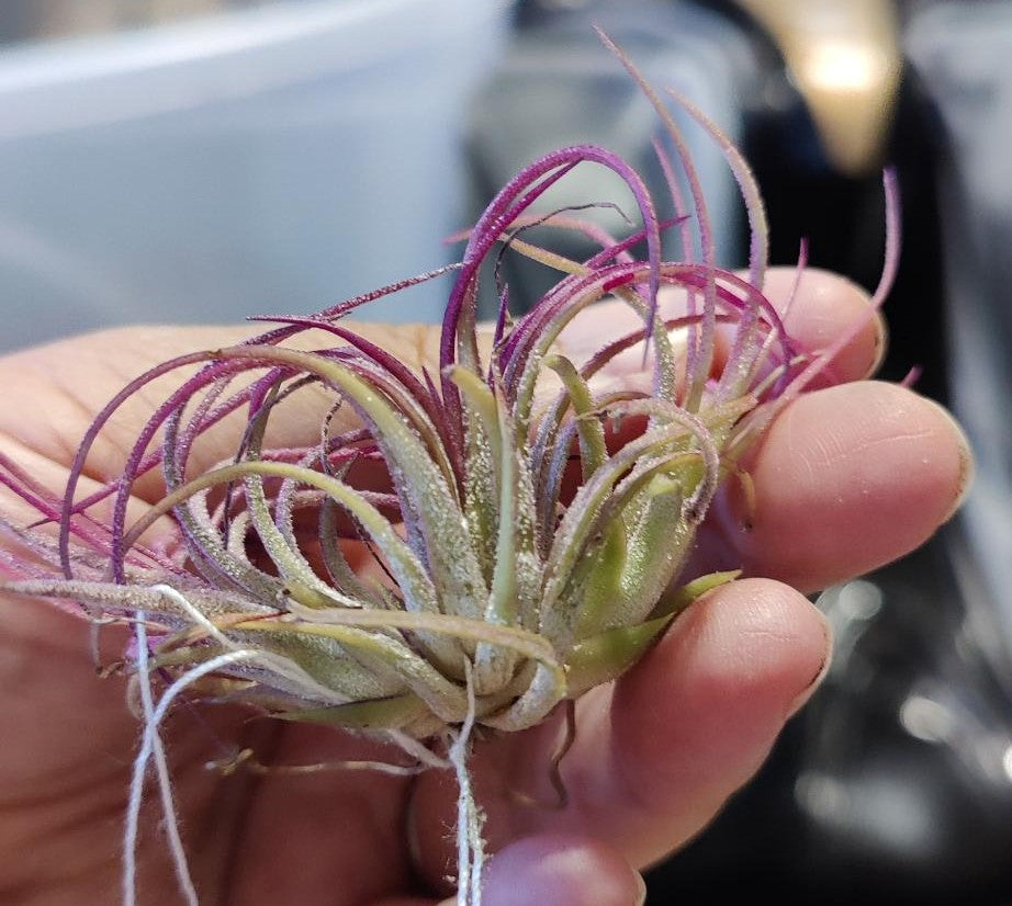 Air Plants