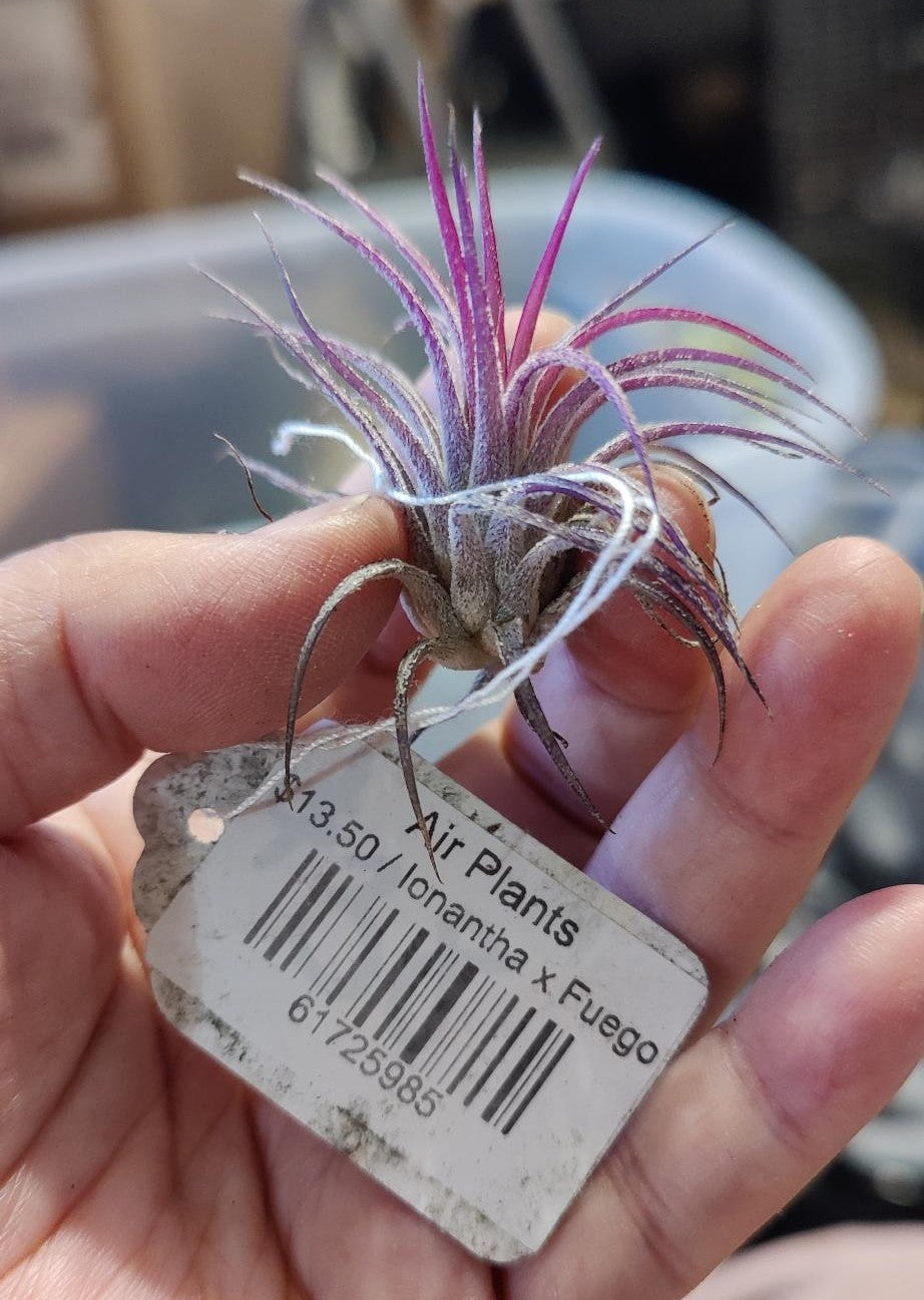 Air Plants