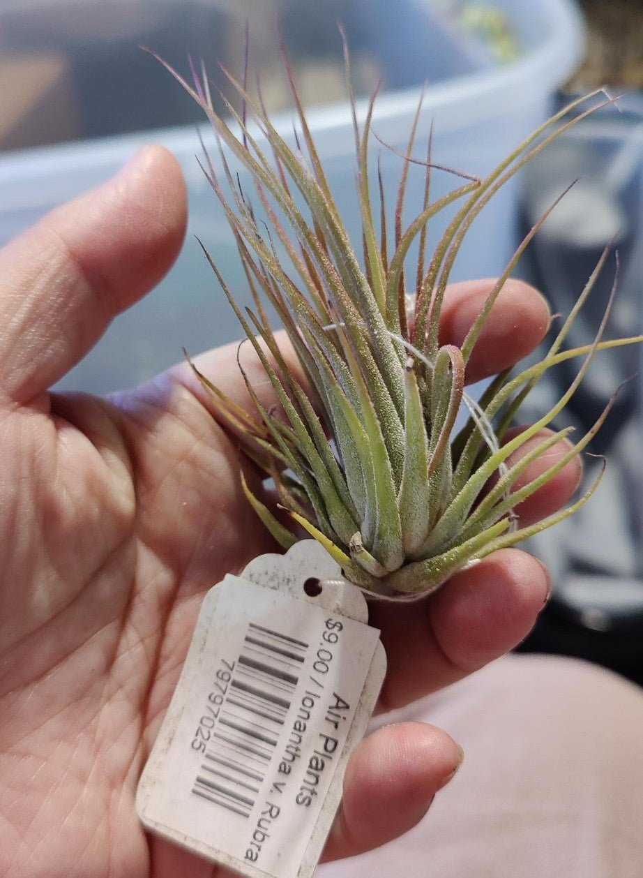Air Plants