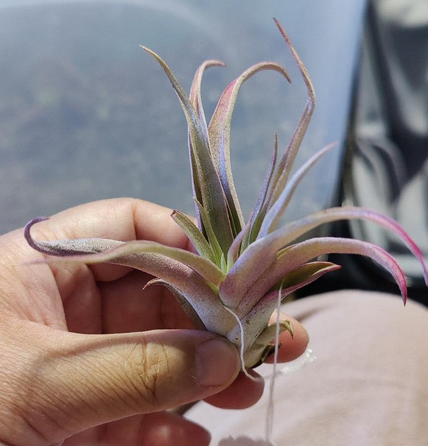 Air Plants