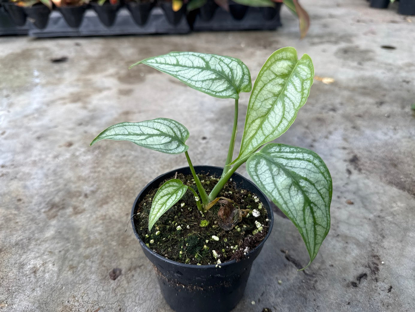 Monstera Silver Siltepcana