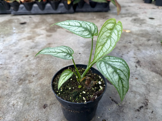 Monstera Silver Siltepcana