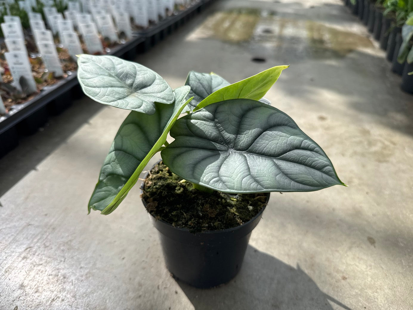 Alocasia Silver Dragon