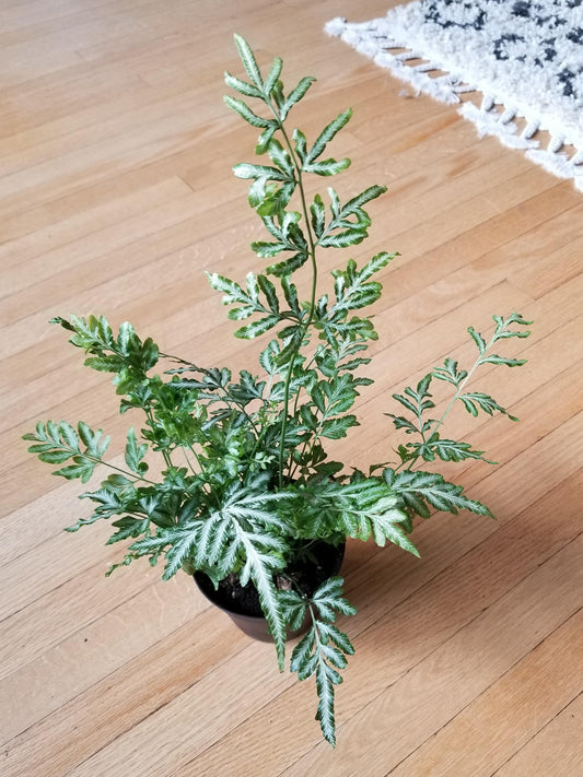 Silver Lace Fern (Pteris ensiformis)