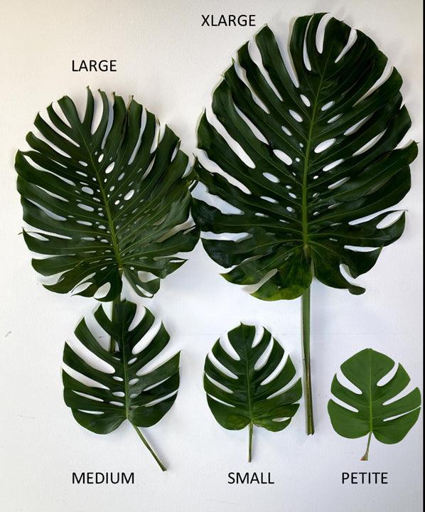 Monstera Deliciosa (Split Leaf)