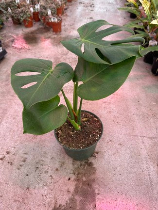 Monstera Deliciosa (Split Leaf)