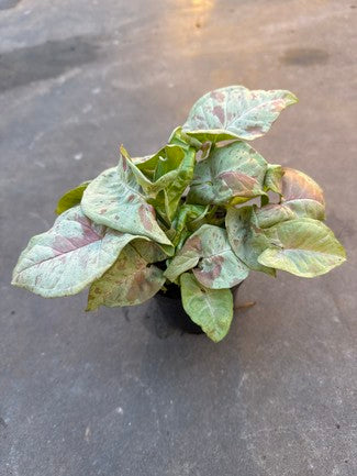 Syngonium Milk Confetti (Arrowhead)