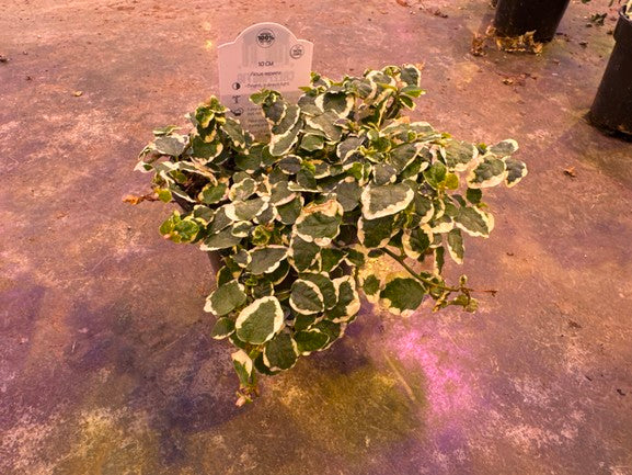 Creeping Fig Variegated