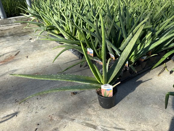 Aloe Vera