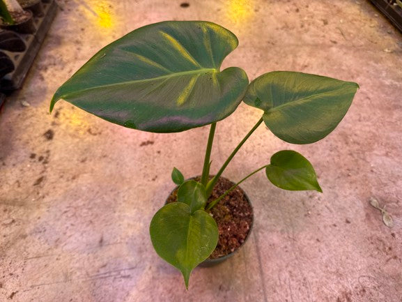 Monstera Deliciosa (Split Leaf)