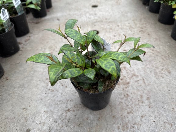 Lipstick Plant Black Pagoda