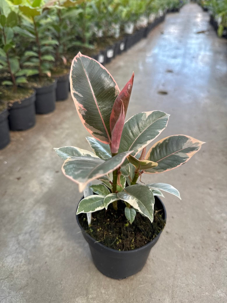 Rubber Plants