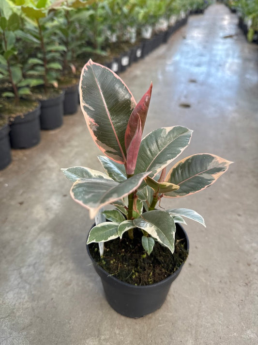 Rubber Plants