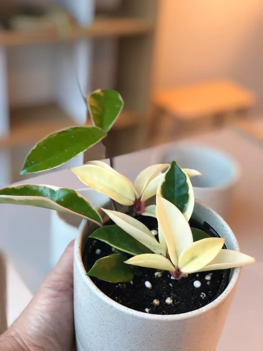 Hoya Carnosa Krimson Queen