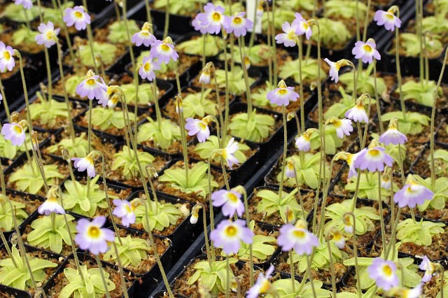 Butterwort