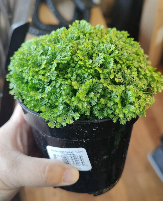 Spike Moss Green
