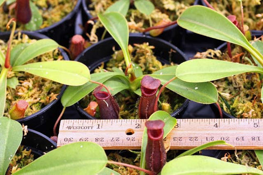 Nepenthes Lowii X ventrosa Pitcher