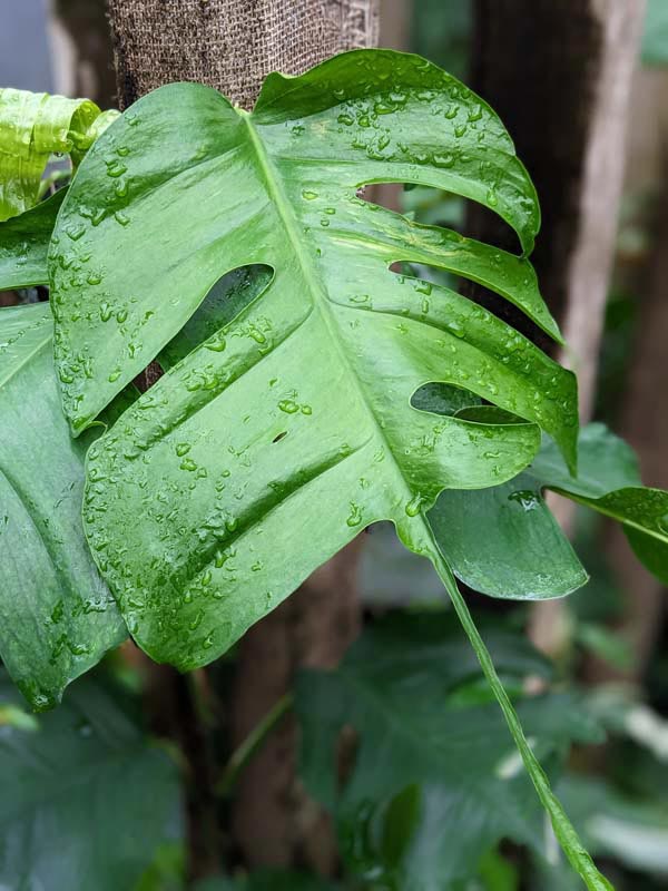 Epip Skeleton Key Pothos